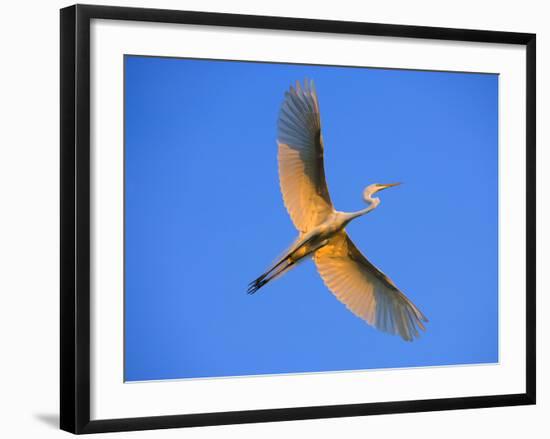 Great Egret in Flight at Sunset, St. Augustine, Florida, USA-Jim Zuckerman-Framed Photographic Print