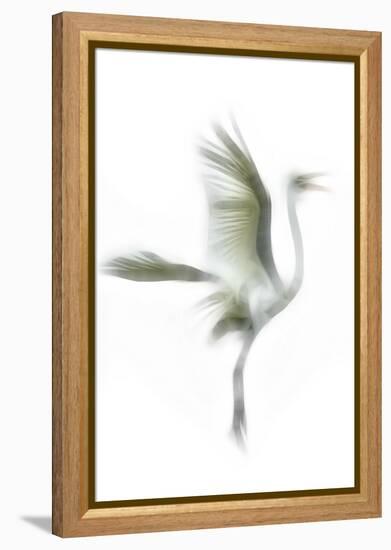 Great Egret in Flight, Digitally Altered-Rona Schwarz-Framed Premier Image Canvas