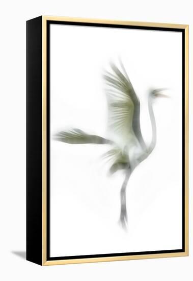 Great Egret in Flight, Digitally Altered-Rona Schwarz-Framed Premier Image Canvas