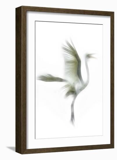 Great Egret in Flight, Digitally Altered-Rona Schwarz-Framed Photographic Print