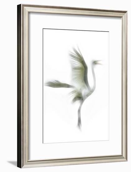 Great Egret in Flight, Digitally Altered-Rona Schwarz-Framed Photographic Print