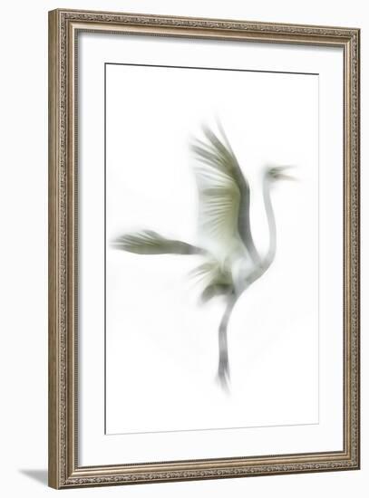 Great Egret in Flight, Digitally Altered-Rona Schwarz-Framed Photographic Print