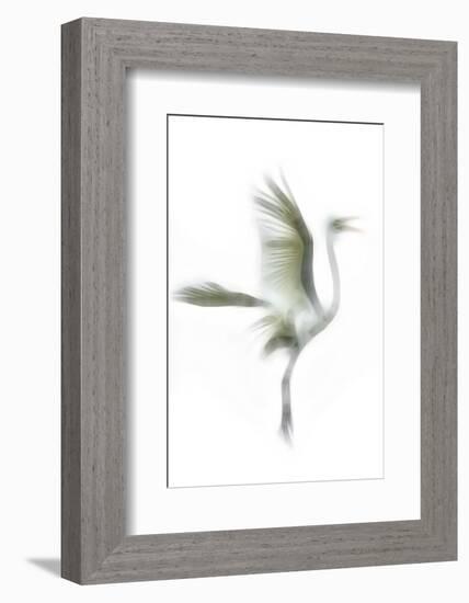 Great Egret in Flight, Digitally Altered-Rona Schwarz-Framed Photographic Print