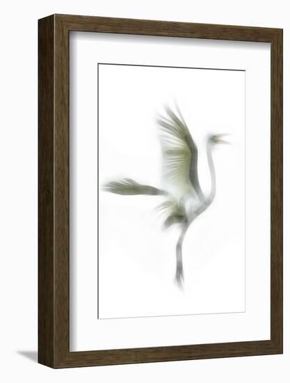 Great Egret in Flight, Digitally Altered-Rona Schwarz-Framed Photographic Print