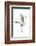 Great Egret in Flight, Digitally Altered-Rona Schwarz-Framed Photographic Print