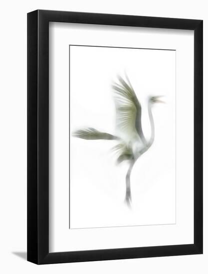 Great Egret in Flight, Digitally Altered-Rona Schwarz-Framed Photographic Print