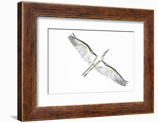 Great Egret in Flight, Digitally Altered-Rona Schwarz-Framed Photographic Print