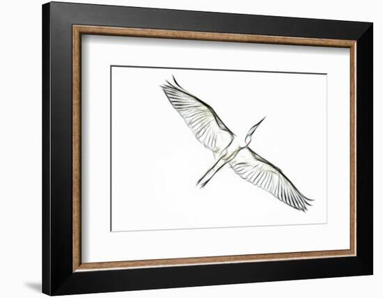 Great Egret in Flight, Digitally Altered-Rona Schwarz-Framed Photographic Print