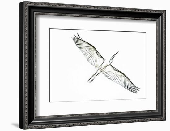 Great Egret in Flight, Digitally Altered-Rona Schwarz-Framed Photographic Print