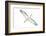 Great Egret in Flight, Digitally Altered-Rona Schwarz-Framed Photographic Print