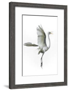 Great Egret in Flight Returning to Nest-Rona Schwarz-Framed Photographic Print