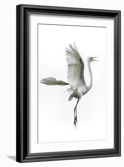 Great Egret in Flight Returning to Nest-Rona Schwarz-Framed Photographic Print