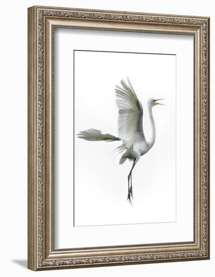 Great Egret in Flight Returning to Nest-Rona Schwarz-Framed Photographic Print