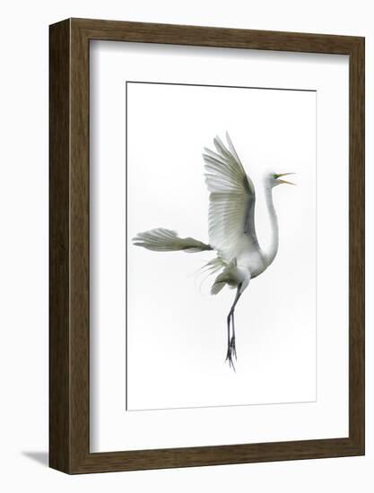 Great Egret in Flight Returning to Nest-Rona Schwarz-Framed Photographic Print