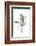 Great Egret in Flight Returning to Nest-Rona Schwarz-Framed Photographic Print