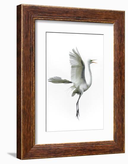 Great Egret in Flight Returning to Nest-Rona Schwarz-Framed Photographic Print