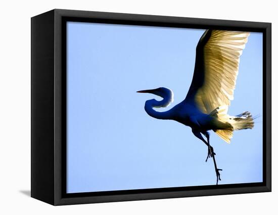 Great Egret in Flight, St. Augustine, Florida, USA-Jim Zuckerman-Framed Premier Image Canvas