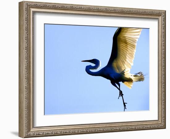 Great Egret in Flight, St. Augustine, Florida, USA-Jim Zuckerman-Framed Photographic Print