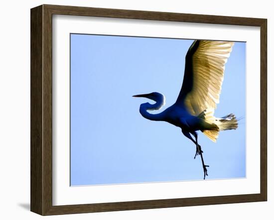 Great Egret in Flight, St. Augustine, Florida, USA-Jim Zuckerman-Framed Photographic Print