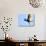 Great Egret in Flight, St. Augustine, Florida, USA-Jim Zuckerman-Photographic Print displayed on a wall