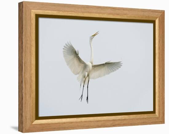 Great Egret Leaping-Arthur Morris-Framed Premier Image Canvas