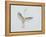 Great Egret Leaping-Arthur Morris-Framed Premier Image Canvas