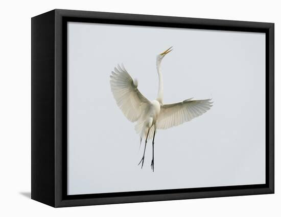 Great Egret Leaping-Arthur Morris-Framed Premier Image Canvas