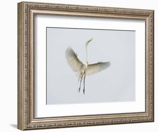 Great Egret Leaping-Arthur Morris-Framed Photographic Print