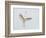 Great Egret Leaping-Arthur Morris-Framed Photographic Print