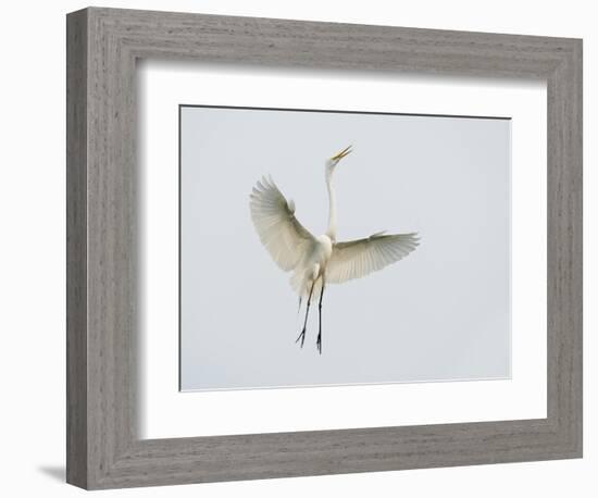 Great Egret Leaping-Arthur Morris-Framed Photographic Print