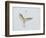 Great Egret Leaping-Arthur Morris-Framed Photographic Print