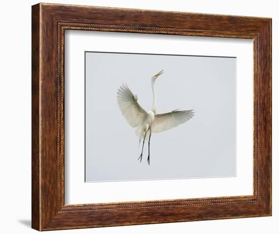 Great Egret Leaping-Arthur Morris-Framed Photographic Print