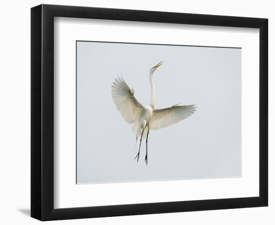 Great Egret Leaping-Arthur Morris-Framed Photographic Print