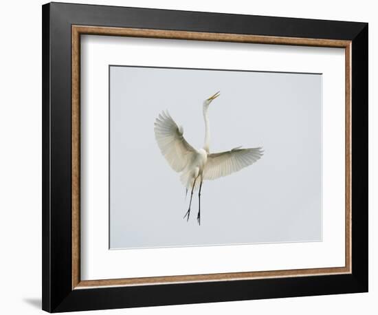 Great Egret Leaping-Arthur Morris-Framed Photographic Print