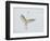 Great Egret Leaping-Arthur Morris-Framed Photographic Print