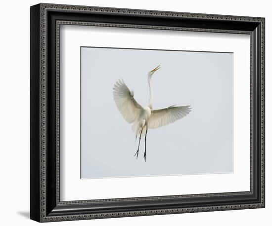 Great Egret Leaping-Arthur Morris-Framed Photographic Print