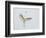 Great Egret Leaping-Arthur Morris-Framed Photographic Print