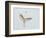 Great Egret Leaping-Arthur Morris-Framed Photographic Print