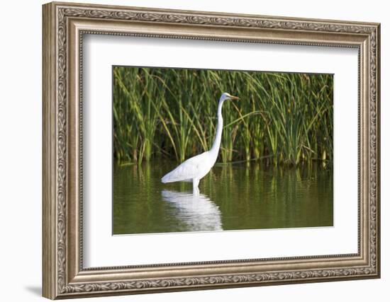 Great Egret, Leonabelle Turnbull Center, Port Aransas, Texas, Usa-Richard ans Susan Day-Framed Photographic Print