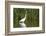 Great Egret, Leonabelle Turnbull Center, Port Aransas, Texas, Usa-Richard ans Susan Day-Framed Photographic Print