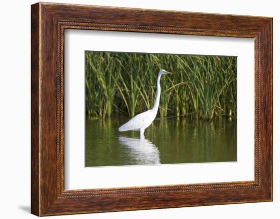 Great Egret, Leonabelle Turnbull Center, Port Aransas, Texas, Usa-Richard ans Susan Day-Framed Photographic Print