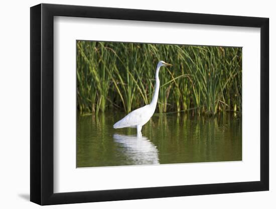 Great Egret, Leonabelle Turnbull Center, Port Aransas, Texas, Usa-Richard ans Susan Day-Framed Photographic Print