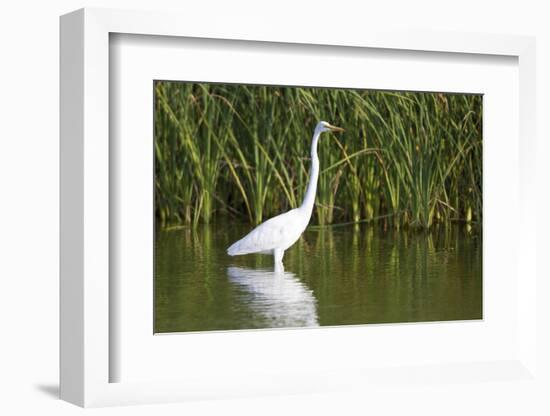 Great Egret, Leonabelle Turnbull Center, Port Aransas, Texas, Usa-Richard ans Susan Day-Framed Photographic Print