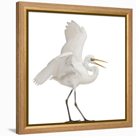 Great Egret or Great White Egret or Common Egret, Ardea Alba, Standing in Front of White Background-Life on White-Framed Premier Image Canvas