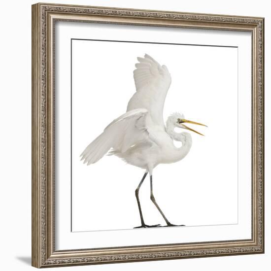Great Egret or Great White Egret or Common Egret, Ardea Alba, Standing in Front of White Background-Life on White-Framed Photographic Print