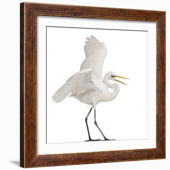 Great Egret or Great White Egret or Common Egret, Ardea Alba, Standing in Front of White Background-Life on White-Framed Photographic Print