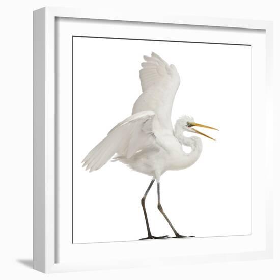 Great Egret or Great White Egret or Common Egret, Ardea Alba, Standing in Front of White Background-Life on White-Framed Photographic Print