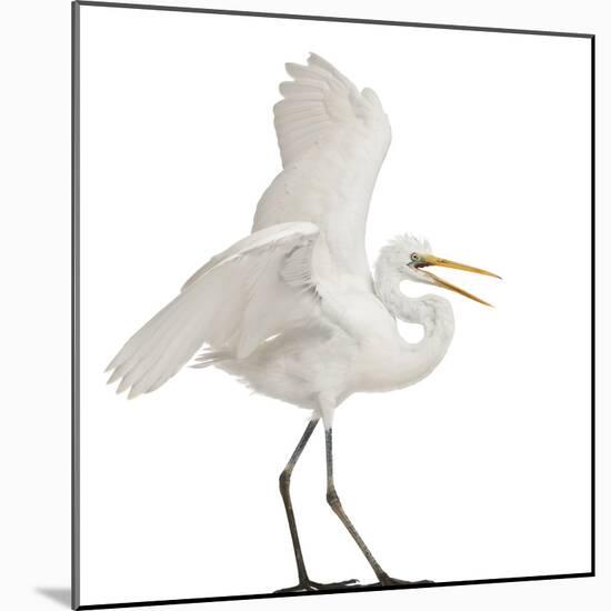 Great Egret or Great White Egret or Common Egret, Ardea Alba, Standing in Front of White Background-Life on White-Mounted Photographic Print