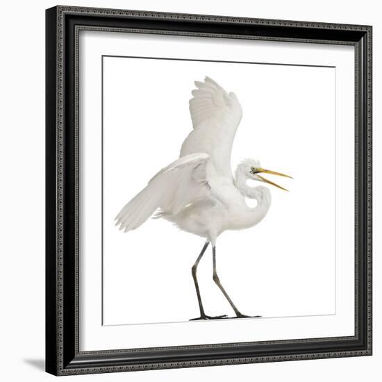 Great Egret or Great White Egret or Common Egret, Ardea Alba, Standing in Front of White Background-Life on White-Framed Photographic Print