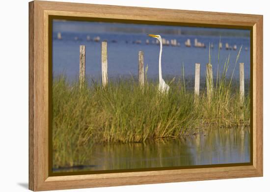 Great Egret Poses As A Wooden Plank In Marsh Grasses, Blackwater Wildlife Reserve In Cambridge, MD-Karine Aigner-Framed Premier Image Canvas